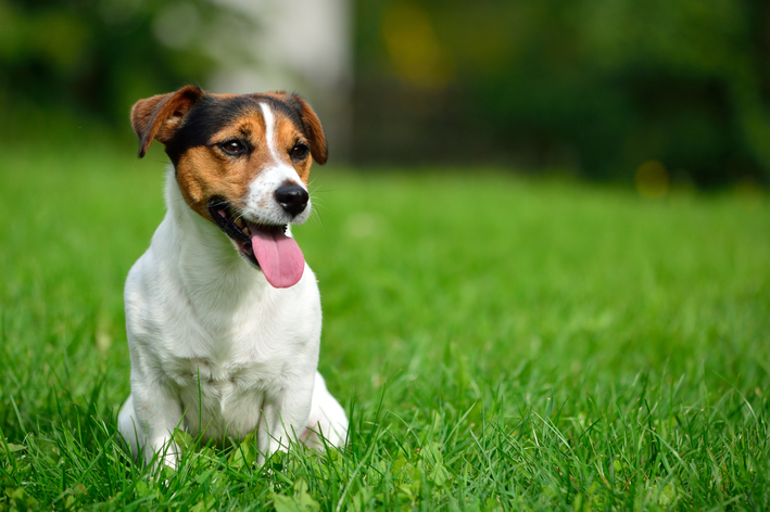 Czy wiesz, jaka jest rasa psów masek? Dowiedz się wszystkiego na ten temat!
