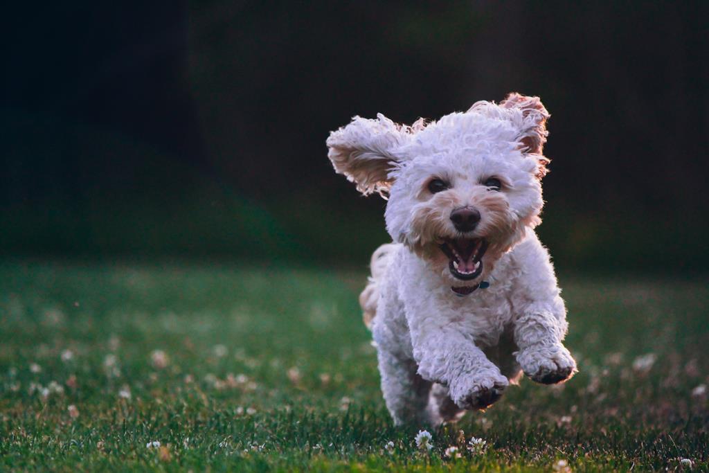 Pas koji se smije: naučite to shvatiti