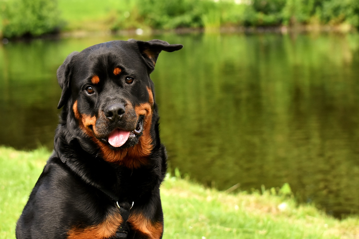 Rottweiler కోసం పేర్లు: మీరు ప్రేరణ పొందేందుకు 400 ఎంపికలు