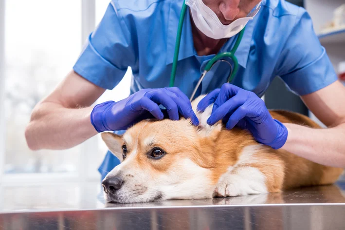 Aprende todo sobre o otohematoma en cans