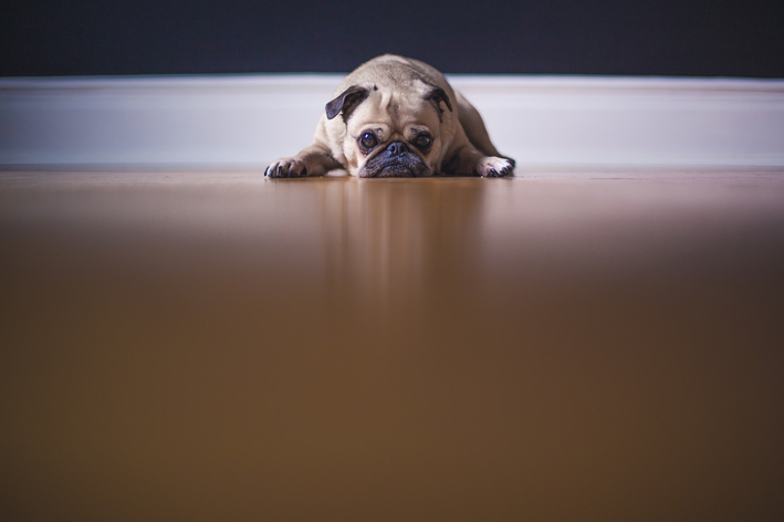 Viêm đại tràng ở chó: hiểu mọi thứ về căn bệnh này