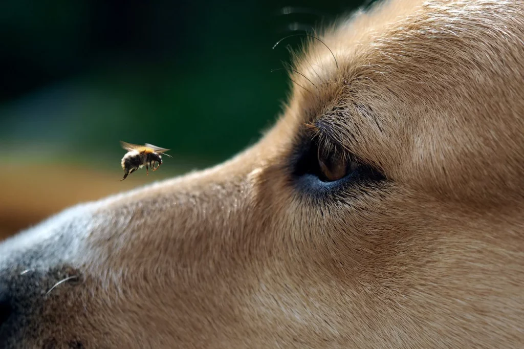 Куче убодено од пчела: што да правам?