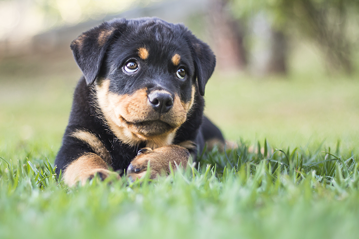 Cachorros de rottweiler: lo que debe saber antes de adoptarlos