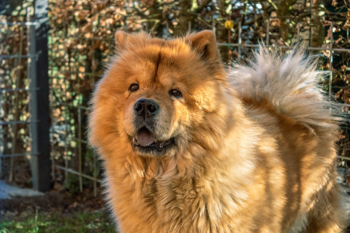 أجمل كلب في العالم: 9 سلالات تجذب الانتباه لجمالها