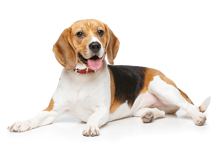 ビーグル子犬ガイド：犬種と主なケアについてのすべて