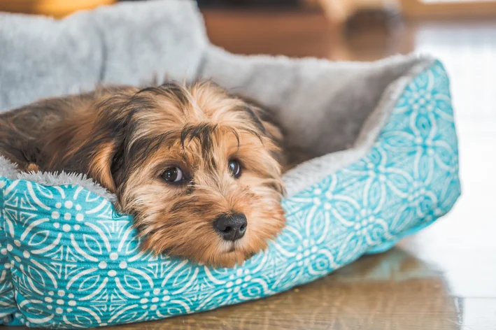 Finden Sie heraus, was Gallenschlamm bei Hunden ist und wie man ihn behandelt