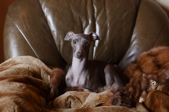 Kiitaliano greyhound: jifunze zaidi kuhusu kuzaliana