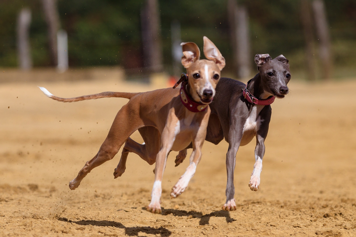 Greyhounds: ikasi arraza honi buruz gehiago