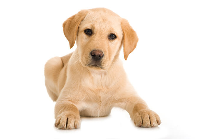 래브라도 강아지 : 품종 및 관리의 성격