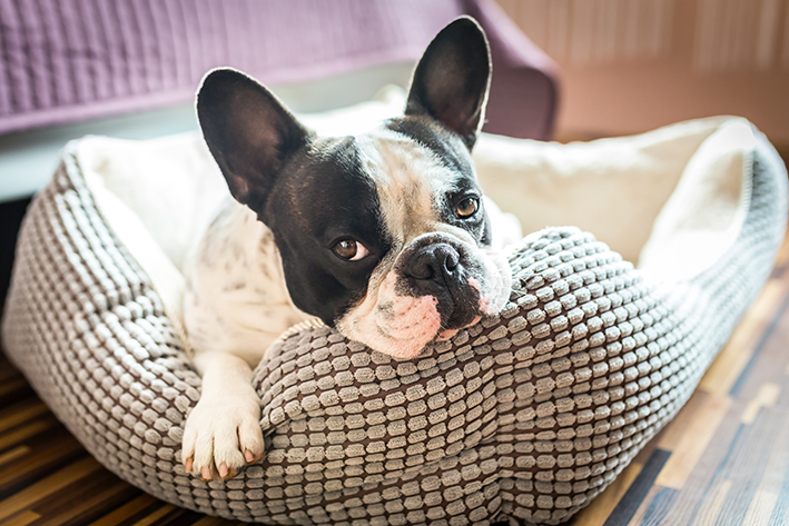 Koiran sänky: miksi se on tärkeä ja miten valita paras vaihtoehto