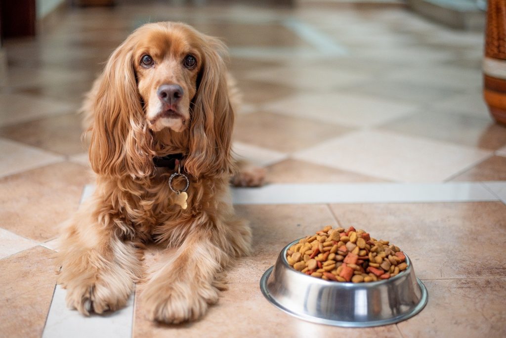 Sužinokite viską apie hipoalerginį šunų ir kačių maistą