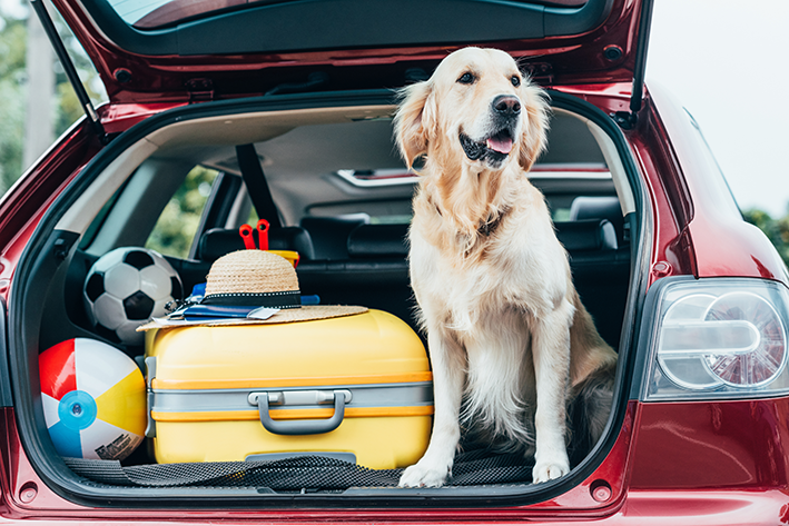 Utazás kutyával az autóban: megtudja a legjobb módját