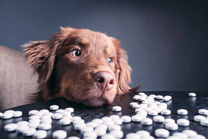 कुत्तों के लिए एंटीएलर्जिक: दवा का संकेत कब दिया जाना चाहिए?
