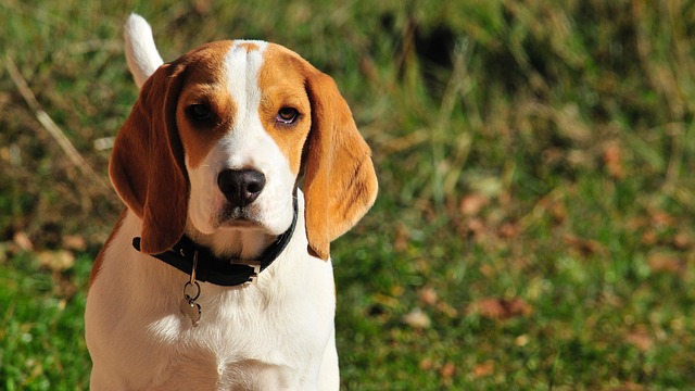 Cachorro orejudo: consulta una lista con los simpáticos perros que tienen esta característica