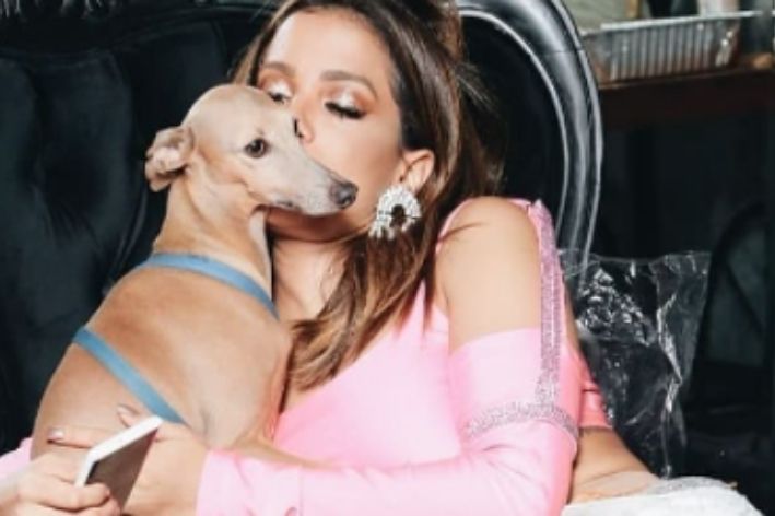 Anitta's Dog: tumuklas ng lahi, mga kuryusidad at presyo