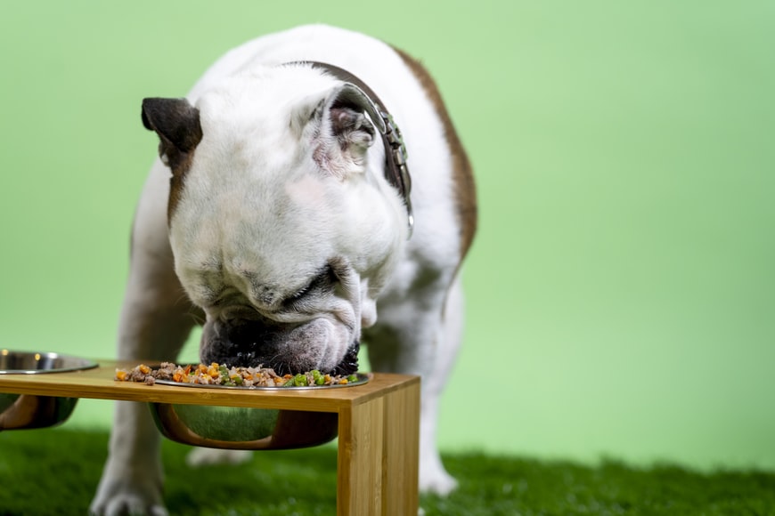Aprende a humedecer la comida para cachorros