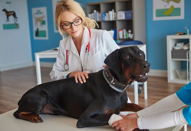 Esplenomegàlia en gossos: conèixer la malaltia