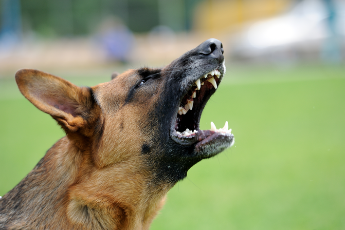 愤怒的小狗：学习如何安抚你的宠物