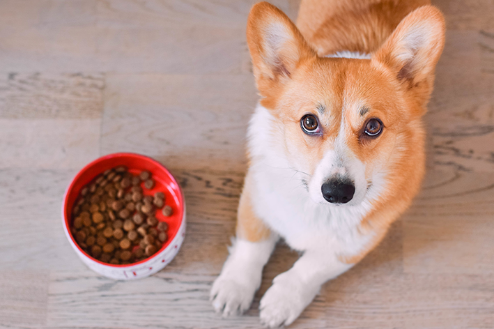 Sachet für Hunde: mehr Geschmack für Ihr Haustier