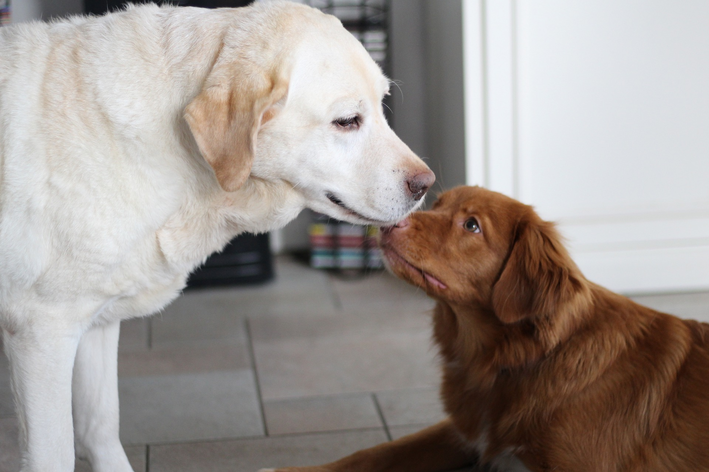 Golden Retriever dan Labrador: perbedaan dan persamaan
