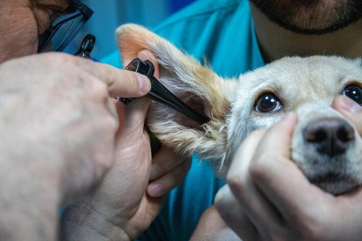 कुत्र्याच्या त्वचेची बुरशी: आपल्या पाळीव प्राण्याला हे निदान असल्यास काय करावे