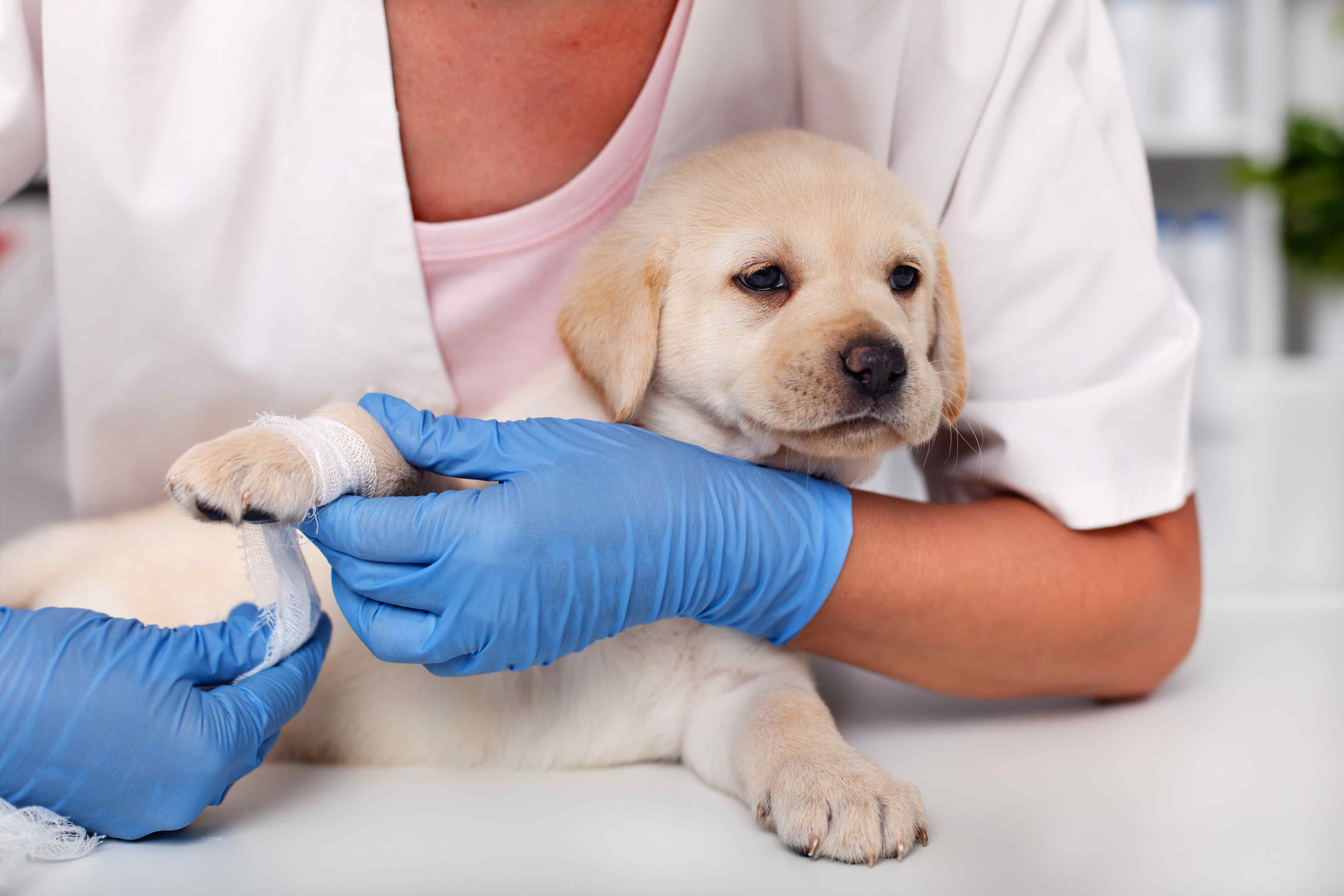 Erliquiose des Hundes: Erfahren Sie alles über die von Zecken übertragene Krankheit
