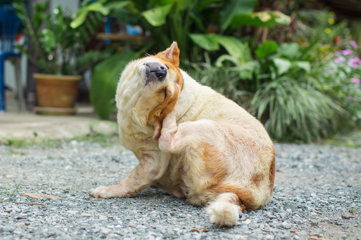 Alopecia canina: sepa qué es y cómo tratar a su mascota