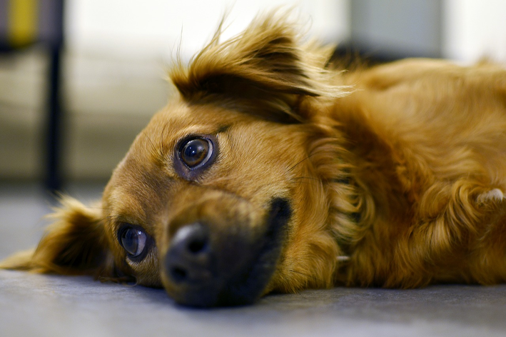 Canine giardiasis: ඔබේ බල්ලා හඳුනාගෙන ප්‍රතිකාර කරන්නේ කෙසේදැයි ඉගෙන ගන්න