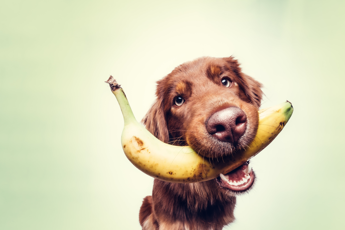 ¿Puede un perro comer plátano? ¡Compruébalo!