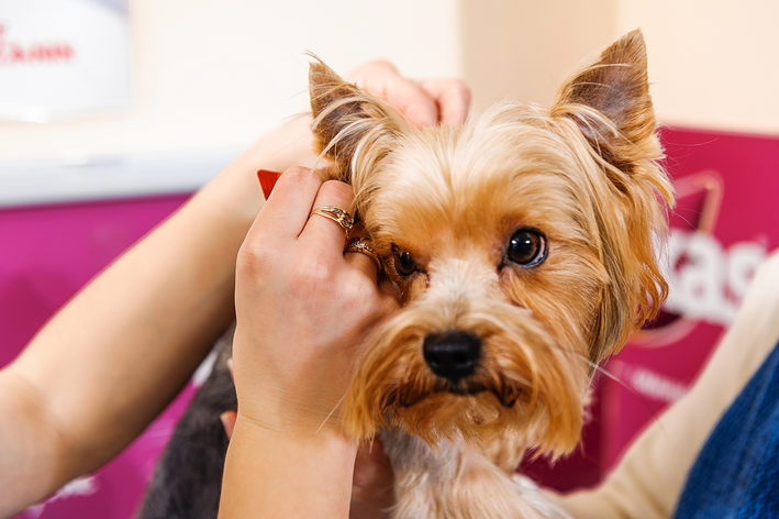 Les poux du chien : comment les traiter et les prévenir ?