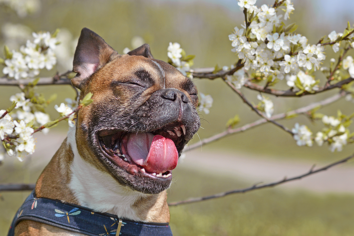 Naon reverse sneezing di anjing?