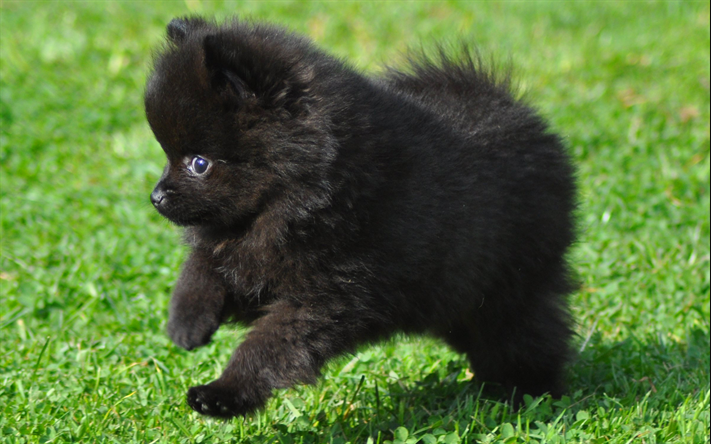 블랙 포메라니안: 강아지의 5가지 놀라운 특성을 알고 있습니다.