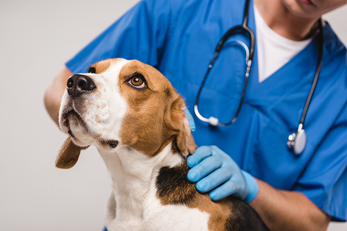 Mittel gegen Hundehusten: Wie pflegt man ein erkältetes Haustier?
