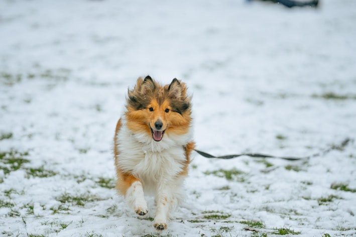 Cachorro de Collie: conozca a la raza del emblemático Lassie