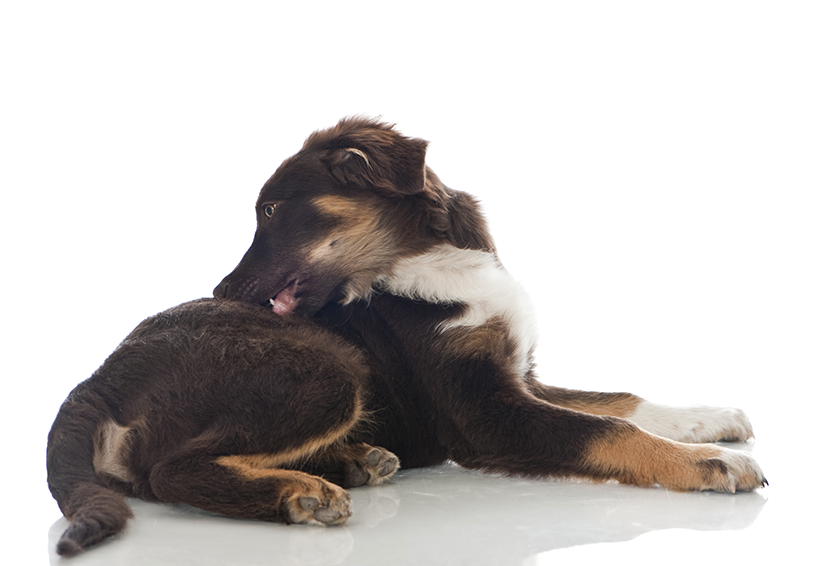 Nexgard: Wie Sie Flöhe und Zecken bei Ihrem Hund loswerden