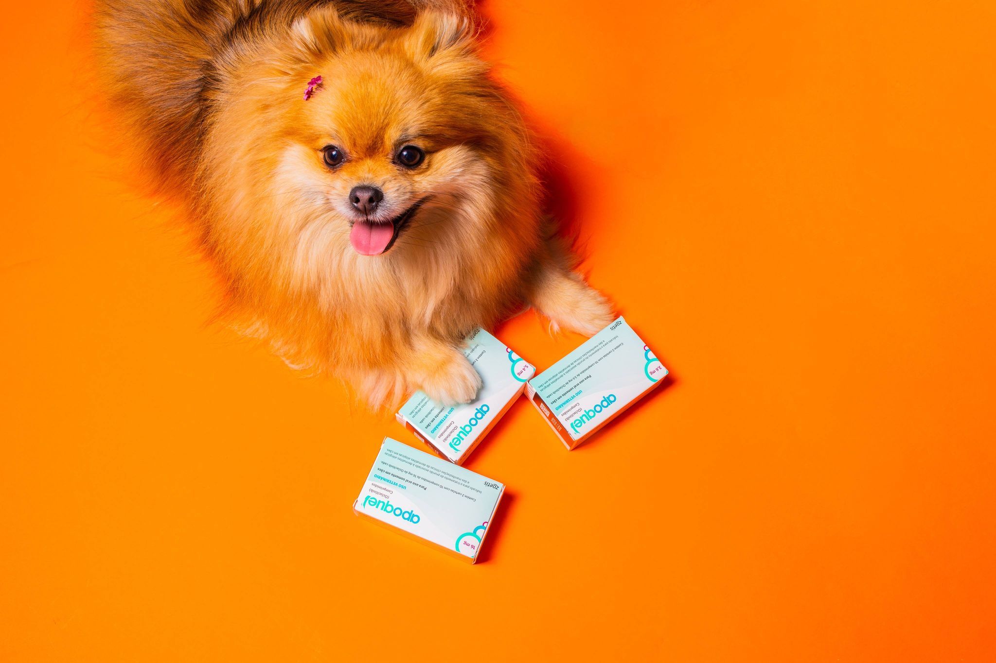 Căutați medicamente pentru alergii la câini? Apoquel!
