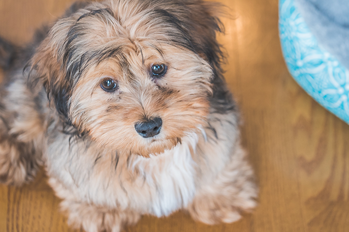 Shihpoo: más información sobre la raza de perro mestiza