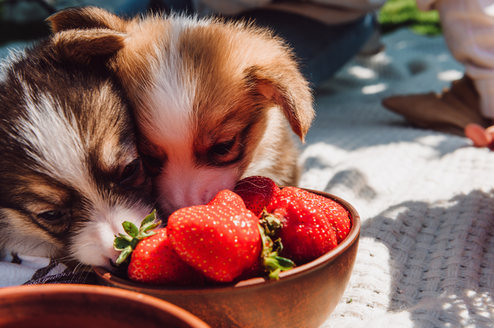 犬はイチゴを食べられるのか？