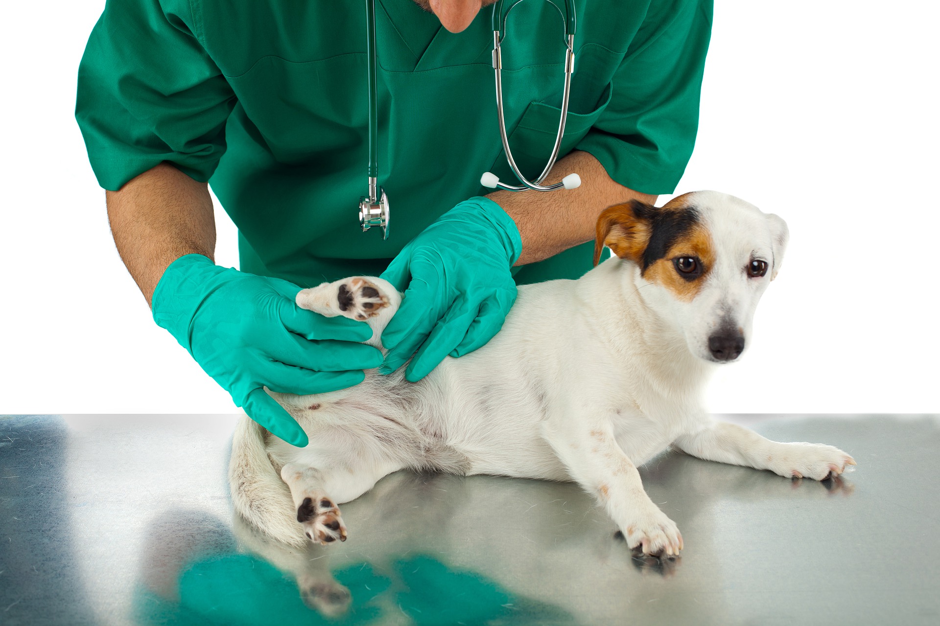 Myiase chez le chien : causes, symptômes et traitement