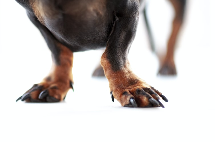 Pata de perro hinchada: ¿qué es y cómo tratarla?