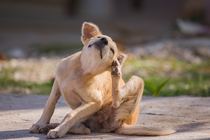 Pyodermitis bei Hunden: Symptome und Behandlung