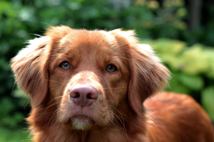 Sonnenschutzmittel für Hunde: wie anwenden?