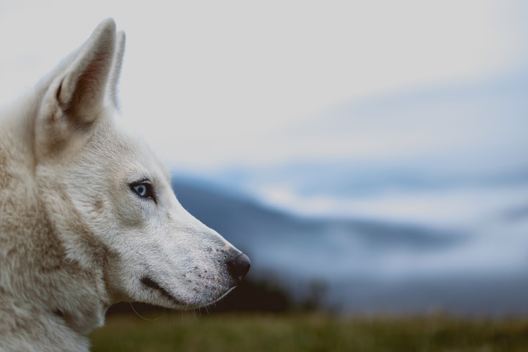 Cachorro con ojo azul: ¿cuándo es preocupante este signo?