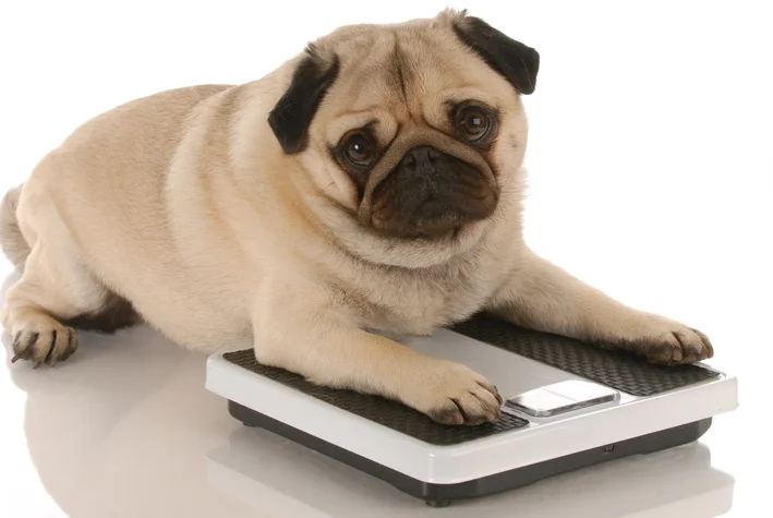 Dikke mopshond: leer hoe je het gewicht van je puppy gezond houdt