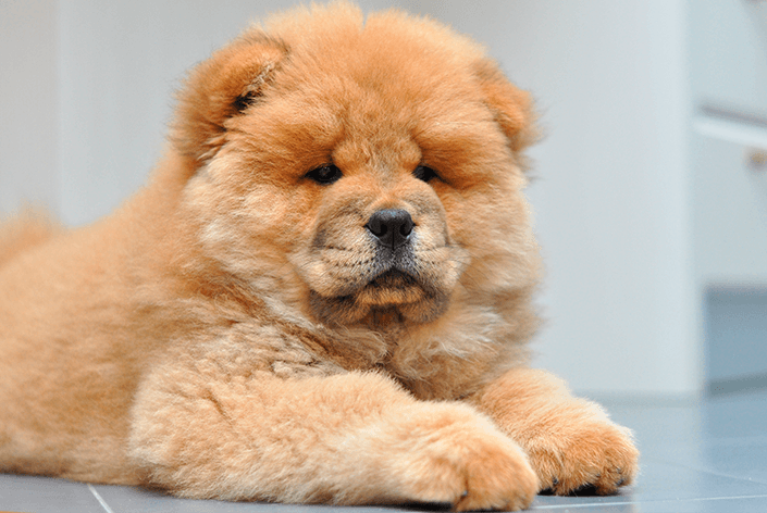 Chow Chow puppy: eerste verzorging en kenmerken van het ras.