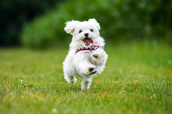 Puppy Maltese: wax badan ka baro daryeelka