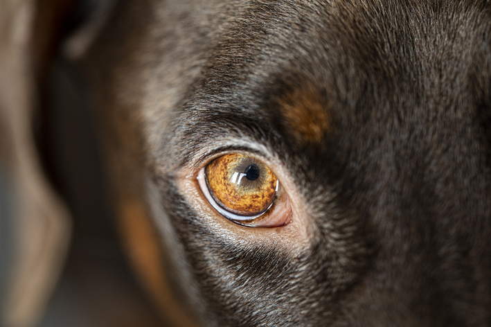 Έλκος κερατοειδούς σε σκύλους: πώς να θεραπεύσετε;