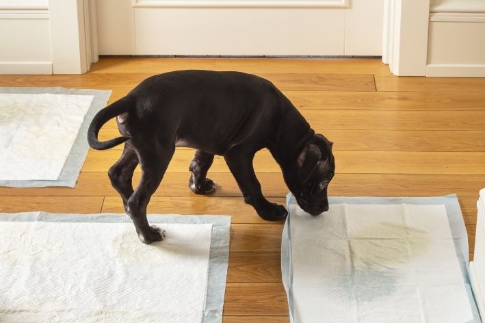Bagaimana cara mengajari anak anjing buang air besar di tempat yang benar?