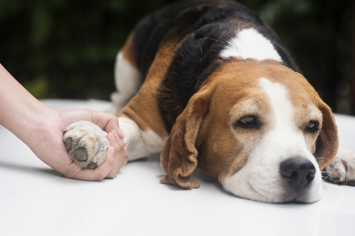 कुत्तों में कीड़े: सामान्य बीमारियाँ और अपने पालतू जानवर की सुरक्षा कैसे करें