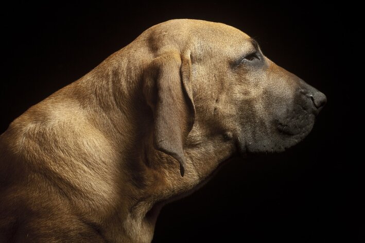 Упознајте 6 бразилских раса паса које можете имати код куће